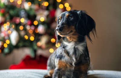 Unleashing the Magic of Pink Christmas Trees: From King Tree to Living in the Moment