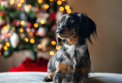 Unleashing the Magic of Pink Christmas Trees: From King Tree to Living in the Moment