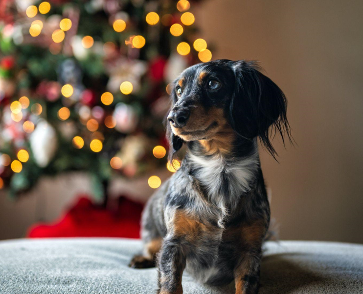 Unleashing the Magic of Pink Christmas Trees: From King Tree to Living in the Moment